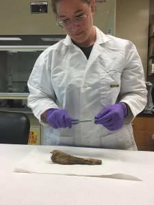 Dani Crain in the lab wearing a lab coat and gloves about to work with a baleen whale earwax sample. Photo provided by Dani Crain